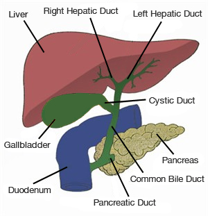 Liver Transplantation in Pune